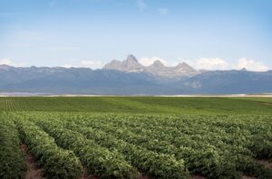 Teton Mountains with Potato Fields