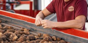 An Idahoan worker sorting potatoes